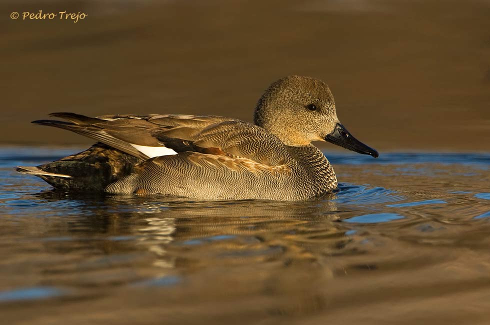 Anade Friso (Anas strepera)